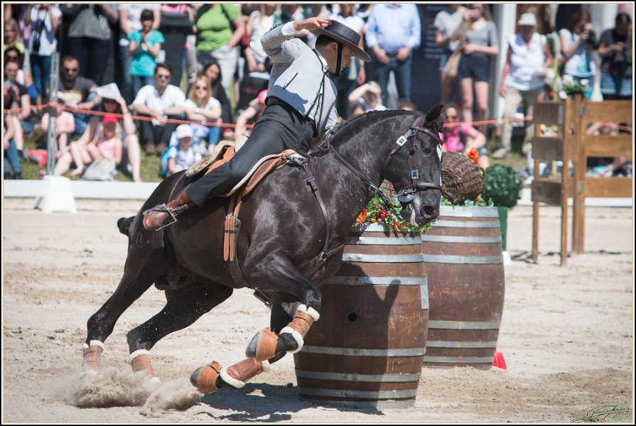 Pferd International 094